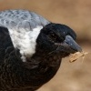 Fletnak australsky - Gymnorhina tibicen - Australian Magpie 6119
